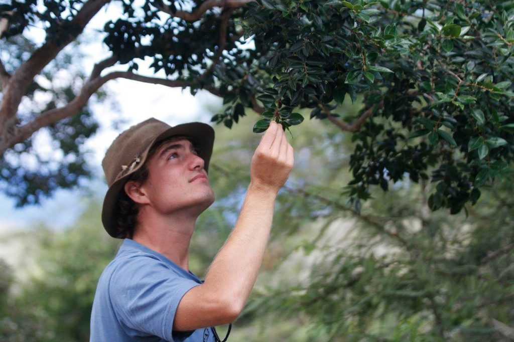 Bryan examines native guava.